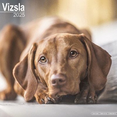 Cover for Vizsla Calendar 2025 Square Dog Breed Wall Calendar - 16 Month (Kalender) (2024)