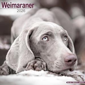 Cover for Weimaraner Calendar 2026  Square Dog Breed Wall Calendar - 16 Month (Calendar) (2025)