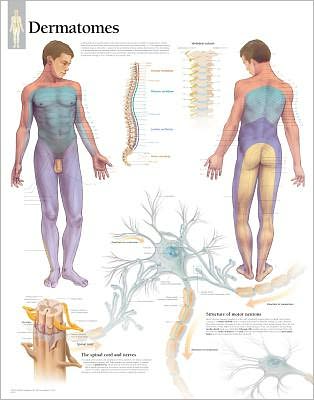 Cover for Scientific Publishing · Dermatones Laminated Poster (Poster) (2007)