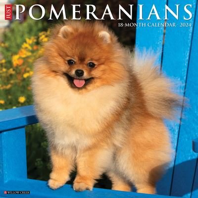 Just Pomeranians 2024 12 X 12 Wall Calendar - Willow Creek Press - Merchandise - Willow Creek Press - 9781549234958 - 30. juli 2023