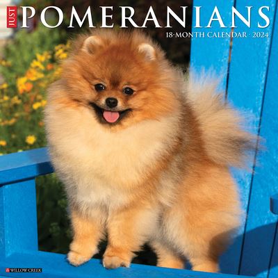 Willow Creek Press · Just Pomeranians 2024 12 X 12 Wall Calendar (Kalender) (2023)