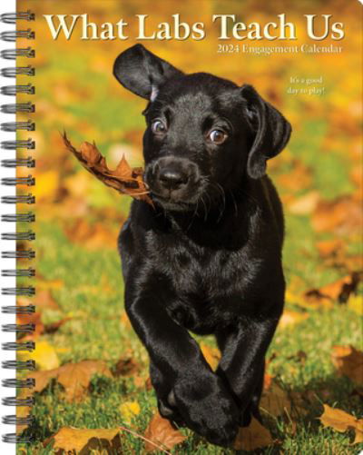 What Labs Teach Us 2024 6.5 X 8.5 Engagement Calendar - Willow Creek Press - Gadżety - Willow Creek Press - 9781549237959 - 15 sierpnia 2023