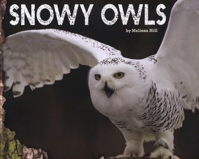 Cover for Melissa Hill · Snowy Owls - Owls (Hardcover Book) (2015)