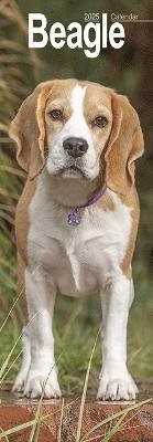 Beagle Slim 2025 Wall Calendar Dog Breed Slimline Calendar - 12 Month (Calendar) (2024)