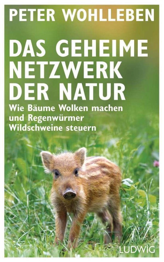 Cover for Wohlleben · Das geheime Netzwerk der Natu (Buch)