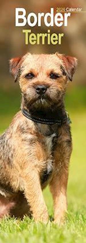 Cover for Border Terrier Slim Calendar 2026  Dog Breed Slimline Calendar - 12 Month (Calendar) (2025)