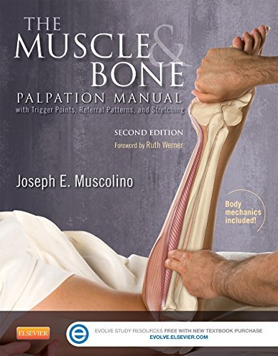 Cover for Muscolino, Joseph E. (Instructor, Purchase College, State University of New York, Purchase, New York; Owner, The Art and Science of Kinesiology, Redding, Connecticut) · The Muscle and Bone Palpation Manual with Trigger Points, Referral Patterns and Stretching (Paperback Book) (2015)