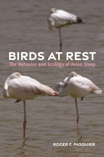 Cover for Roger Pasquier · Birds at Rest: The Behavior and Ecology of Avian Sleep (Hardcover Book) (2025)