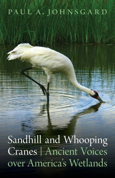 Cover for Paul A. Johnsgard · Sandhill and Whooping Cranes: Ancient Voices over America's Wetlands (Pocketbok) (2011)