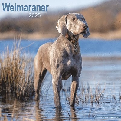 Cover for Weimaraner Calendar 2025 Square Dog Breed Wall Calendar - 16 Month (Kalender) (2024)