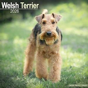 Cover for Welsh Terrier Calendar 2026  Square Dog Breed Wall Calendar - 16 Month (Calendar) (2025)
