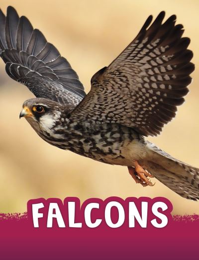 Cover for Jaclyn Jaycox · Falcons - Animals (Paperback Book) (2024)