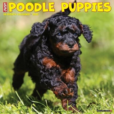 Cover for Willow Creek Press · Just Poodle Puppies 2024 12 X 12 Wall Calendar (Kalender) (2023)