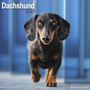 Cover for Kalender · Dachshund 2023 Wall Calendar (Calendar) (2022)