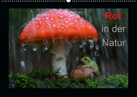 Cover for Bachmeier · Rot in der Natur (Wandkalende (Book)