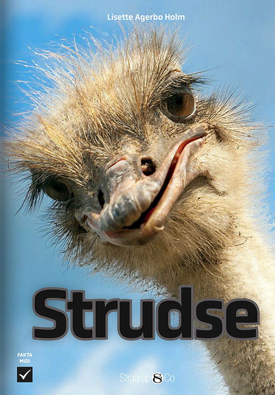 Lisette Agerbo Holm · Midi: Strudse (Hardcover Book) [1. Painos] (2024)