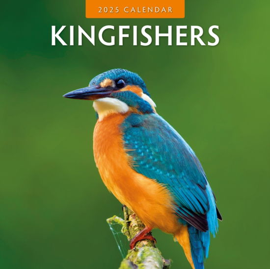 Cover for Red Robin · Kingfishers 2025 Square Wall Calendar (Taschenbuch) (2024)