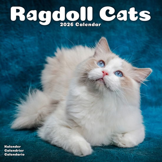 Cover for Cats - Ragdoll Calendar 2026  Square Cat Wall Calendar - 16 Month (Calendar) (2025)