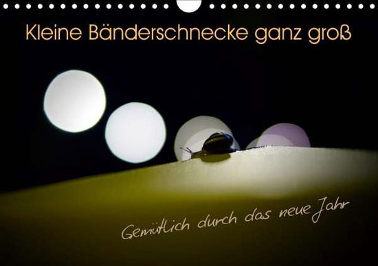 Cover for Kolberg · Kleine Bänderschnecke ganz groß (Book)