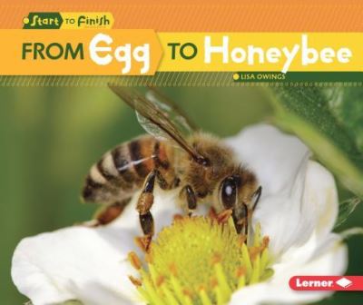 Cover for Lisa Owings · From Egg to Honeybee (Paperback Book) (2016)