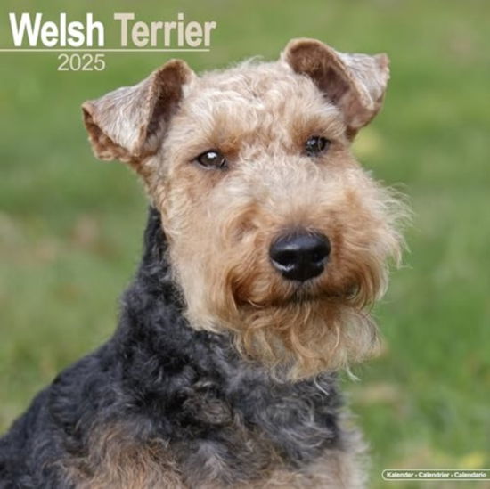 Cover for Welsh Terrier Calendar 2025 Square Dog Breed Wall Calendar - 16 Month (Calendar) (2024)