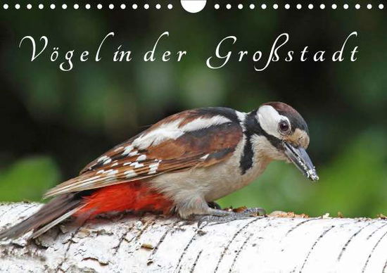 Cover for Konieczka · Vögel in der Großstadt (Wandk (Book)