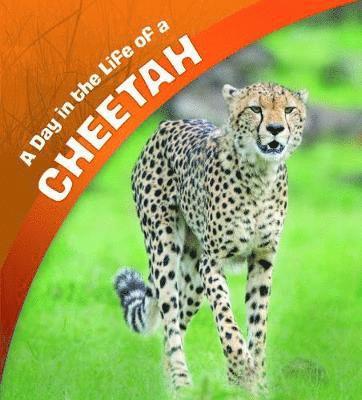 Cover for Lisa J. Amstutz · A Day in the Life of a Cheetah - A Day in the Life (Inbunden Bok) (2019)