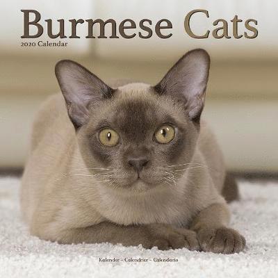 Cover for Avonside Publishing Ltd · Kal. Burmese Cats - Burma Katzen 2020 (Book) (2019)