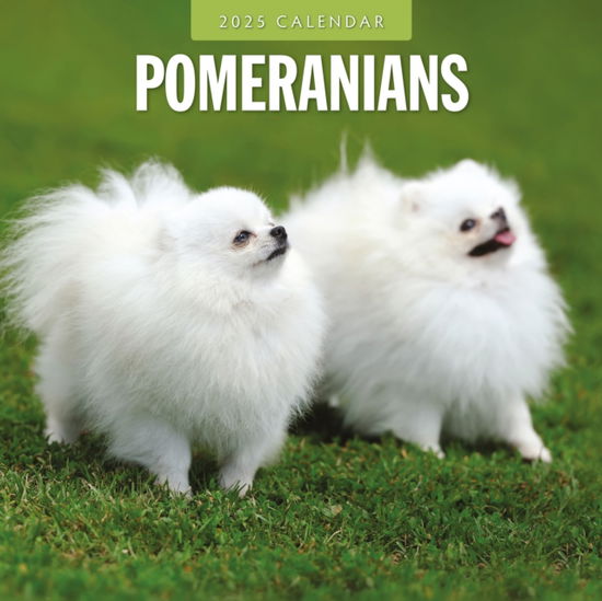 Cover for Red Robin · Pomeranians 2025 Square Wall Calendar (Paperback Book) (2024)