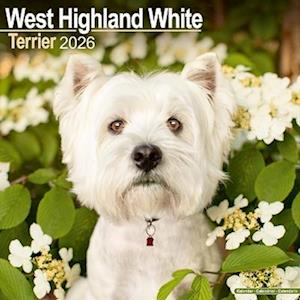 Cover for West Highland White Terrier Calendar 2026  Square Dog Breed Wall Calendar - 16 Month (Calendar) (2025)