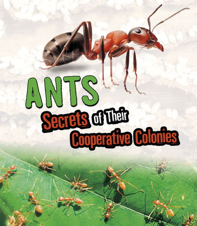 Cover for Karen Latchana Kenney · Ants: Secrets of Their Cooperative Colonies - Amazing Animal Colonies (Pocketbok) (2020)