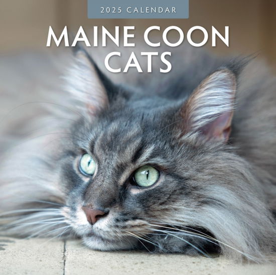 Cover for Red Robin · Maine Coon Cats 2025 Square Wall Calendar (Paperback Book) (2024)