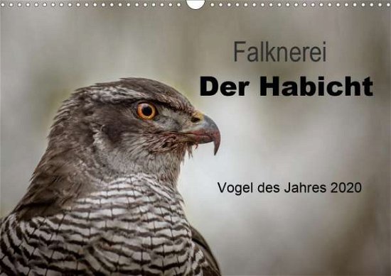 Cover for Brandt · Falknerei Der Habicht (Wandkalen (Bok)