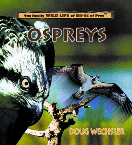 Cover for Doug Wechsler · Ospreys (Really Wild Life of Birds of Prey) (Hardcover Book) (2000)