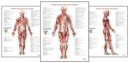 Cover for Andrew Biel · Trail Guide to the Body's Muscles of the Human Body Posters: Set of 3 : 6 (Plakat) (2023)