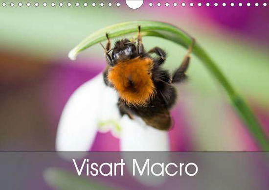 Cover for Sears · Visart Macro (Wall Calendar 2021 (Book)