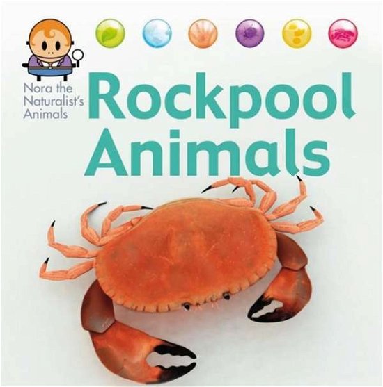Cover for David West · Nora the Naturalist's Animals: Rock Pool Animals - Nora the Naturalist's Animals (Hardcover Book) [Illustrated edition] (2015)