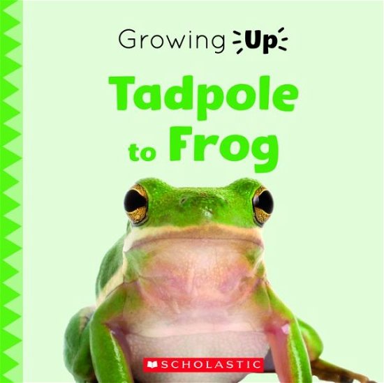 Cover for Scholastic · From Egg to Frog (Explore the Life Cycle!) (Book) (2021)