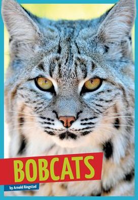 Cover for Arnold Ringstad · Bobcats (Wild Cats) (Inbunden Bok) (2014)