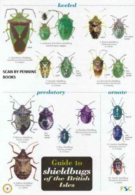 Cover for Bernard Nau · Guide to Shieldbugs of the British Isles (Paperback Book) (2004)
