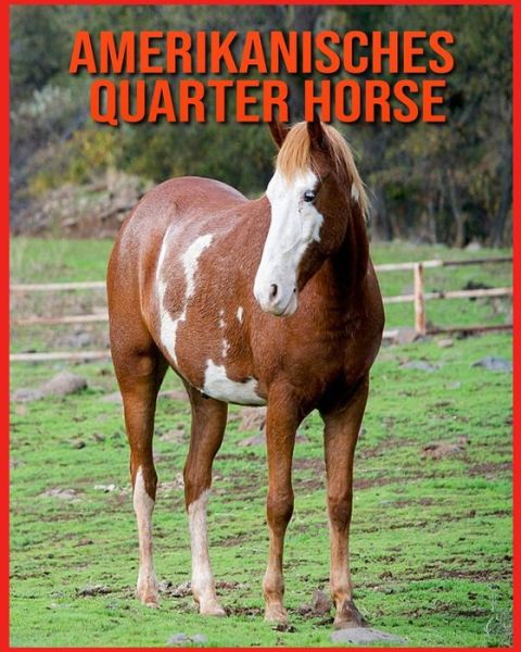 Cover for Linda Davis · Amerikanisches Quarter Horse (Paperback Book) (2021)