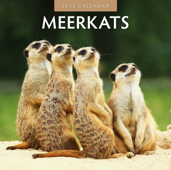 Cover for Red Robin · Meerkats 2025 Square Wall Calendar (Paperback Book) (2024)