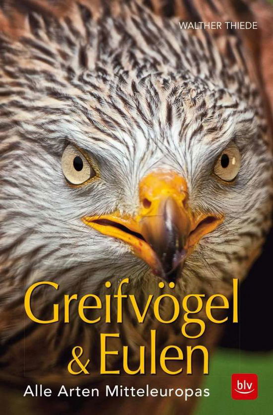 Cover for Thiede · Greifvögel &amp; Eulen (Buch)