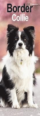 Border Collie Slim Calendar 2025 Dog Breed Slimline Calendar - 12 Month (Kalender) (2024)