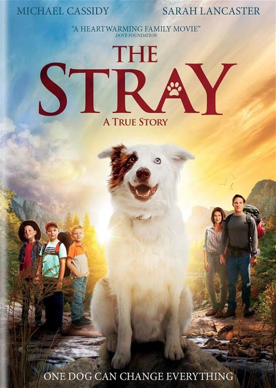 Cover for Stray (DVD) (2018)