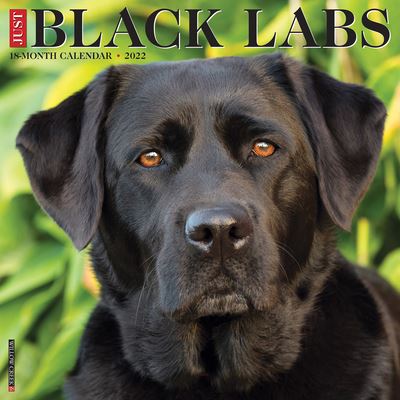 Cover for Willow Creek Press · Just Black Labs 2022 Wall Calendar (Retriever Dog Breed) [Edizione: Regno Unito] (Book) (2021)