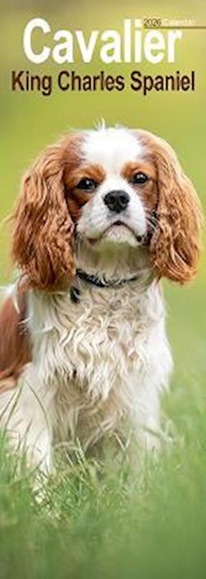 Cover for Cavalier King Charles Slim Calendar 2026  Dog Breed Slimline Calendar - 12 Month (Calendar) (2025)