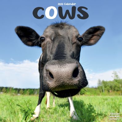 Cows 2023 Wall Calendar - Avonside Publishing Ltd - Merchandise - Avonside Publishing Ltd - 9781839417986 - July 1, 2022