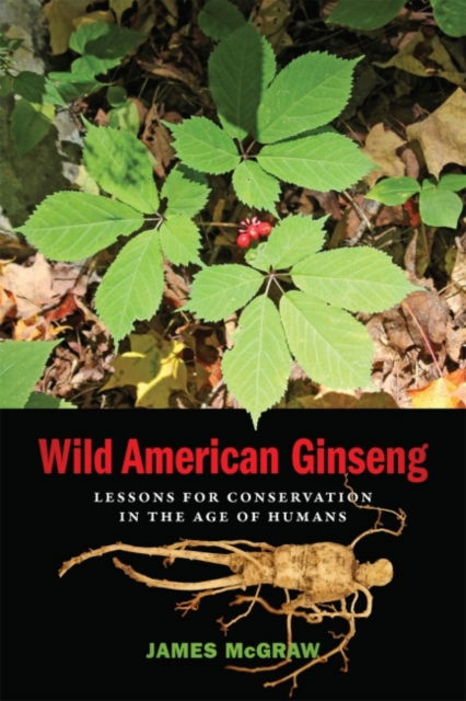 Cover for McGraw, James (Professor of Biology) · Wild American Ginseng: Lessons for Conservation in the Age of Humans (Paperback Book) (2023)