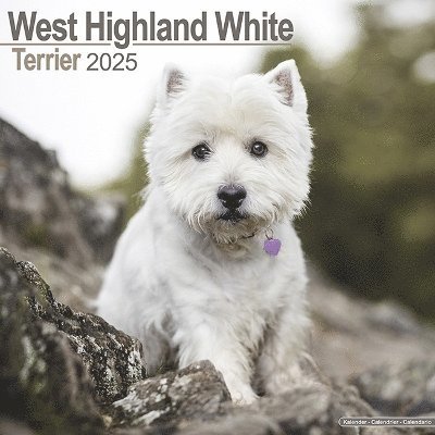 Cover for West Highland White Terrier Calendar 2025 Square Dog Breed Wall Calendar - 16 Month (Kalender) (2024)